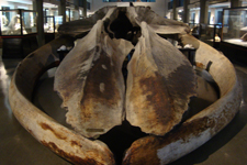 Sandefjord museo balene